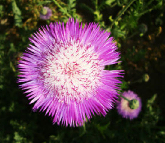 ปะไหมสุหรี (Giant Sweet Sultan) / ซอง 40 เม็ด (A081)