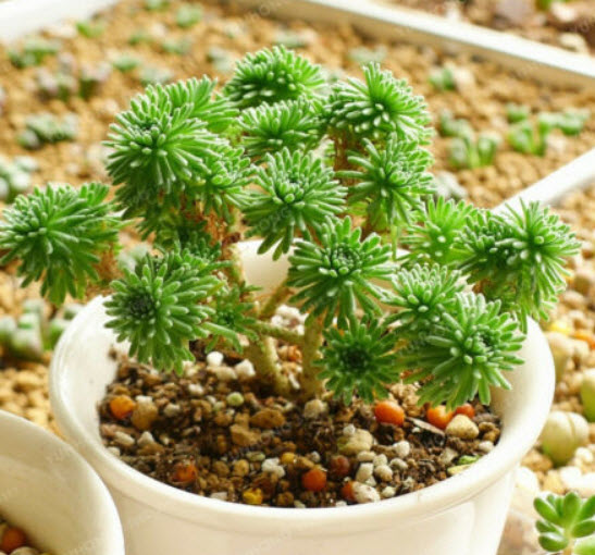 ซีดัม มัลติเซ็ปส์ (Sedum Multiceps) / 100 เม็ด