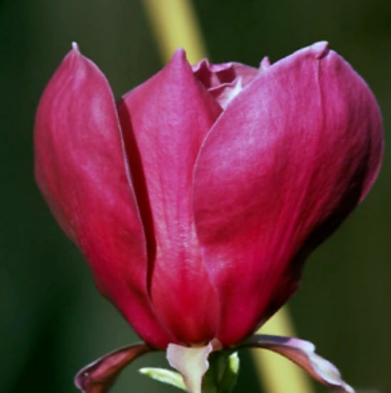 แม็กโนเลีย (Magnolia) สีแดง / 5 เม็ด (Japan)
