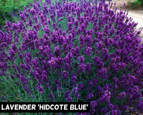 ลาเวนเดอร์ ฮิดโคท บลู (Lavender Hidcote Blue) / 25 เม็ด (Australia)
