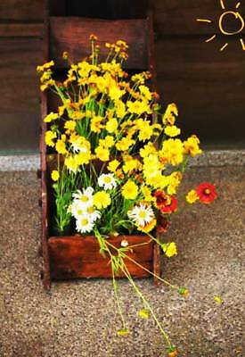 ดอกไม้ป่า (wildflowers) คละ สูง 30-45 ซ.ม. / ซอง 200 เม็ด (K003)