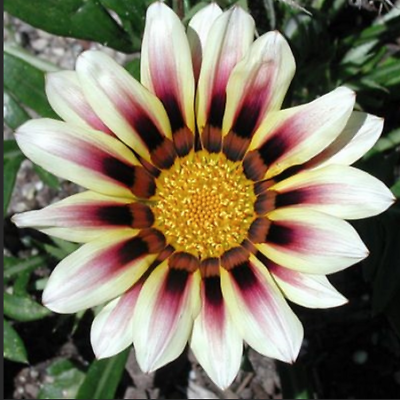กาซาเนีย หรือพระจันทร์ทรงกลด (Gazania) คละ / 200 เม็ด