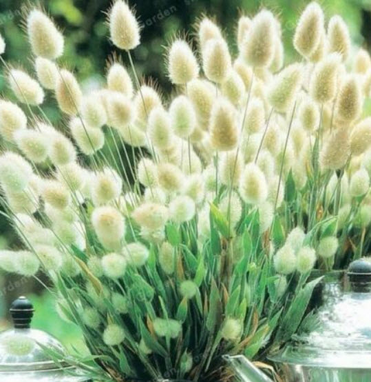 หญ้าหางกระต่าย (Rabbit Tail) สีขาว / 100 เม็ด