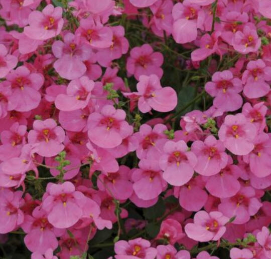ไดอาเซีย-พิ้งค์ ควีน (Diascia-Pink Queen) / 400 เม็ด (UK)