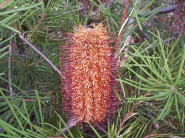 แบงเซีย (Hairpin/Honeysuckle Banksia) / 5 เม็ด (Australia)