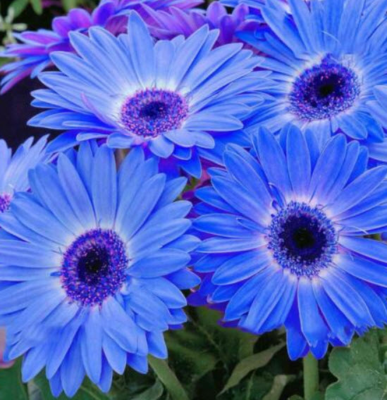 เยอบีร่า (Gerbera) ฟ้า-ขาว / 100 เม็ด