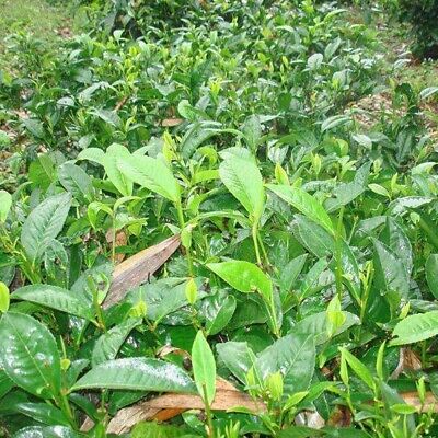 ชาเขียวจีน (Chinese Green tea) / 10 เม็ด (China)