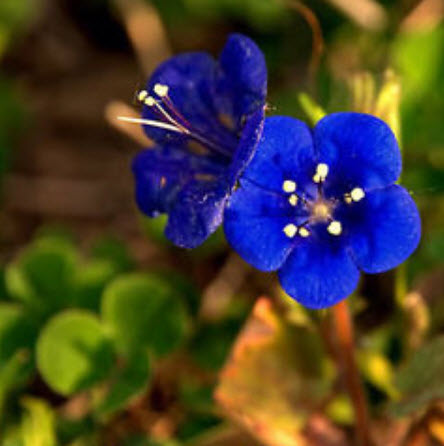 แคลิฟอร์เนีย บลูเบล (California Bluebell) / 2,000 เม็ด (UK)