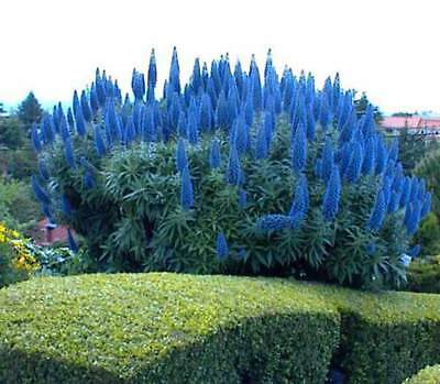 เอเชี่ยม แฟสทูโอซั่ม (Echium Fastuosum) / 10 เม็ด (UK)