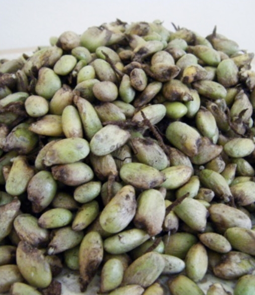 มอนสเตร่า ไจแอนท์ (Monstera Giant) / 5 เม็ด (USA)*