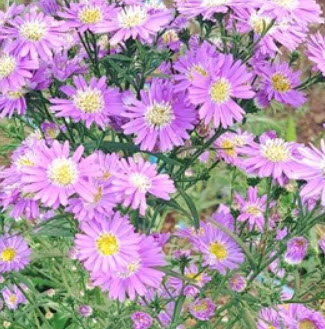 ต้นดอกคัตเตอร์สีม่วงอ่อน (Purple Cutter Flower) / ต้น