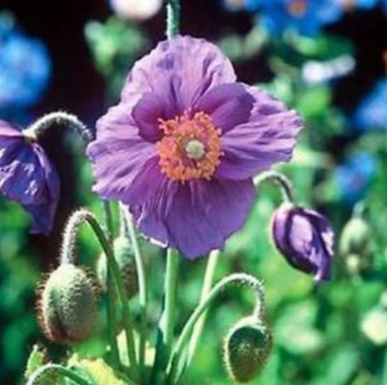 ป๊อบปี้ หิมาลายัน (Poppy Himalayan) สีม่วง / 10 เม็ด (USA)