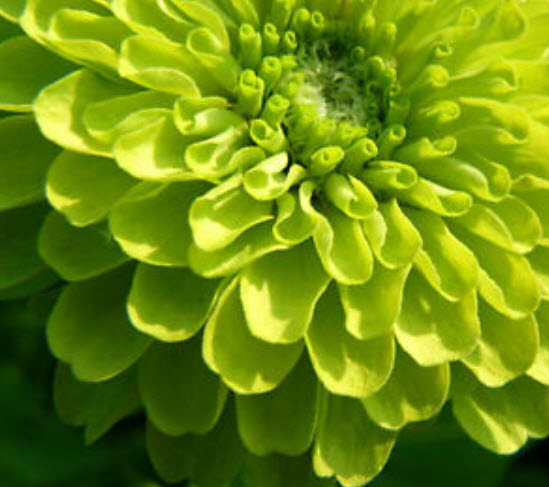 บานชื่นเขียว (Zinnia - Lime Queen) / 360 เม็ด (UK)