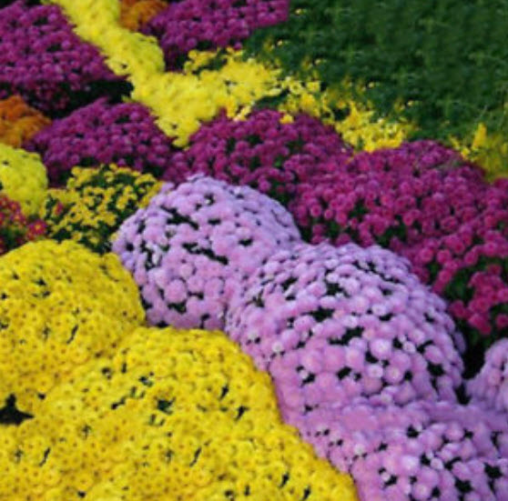 เบญจมาศคลุมดิน (Ground-cover Chrysanthemum) คละสี / 100 เม็ด