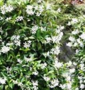 มะลุลี (Star Jasmine) / 10 เม็ด (Italy)