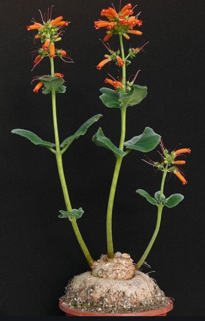 ซินนิงเกีย (Sinningia Macrostachya) / 50 เม็ด (UK)