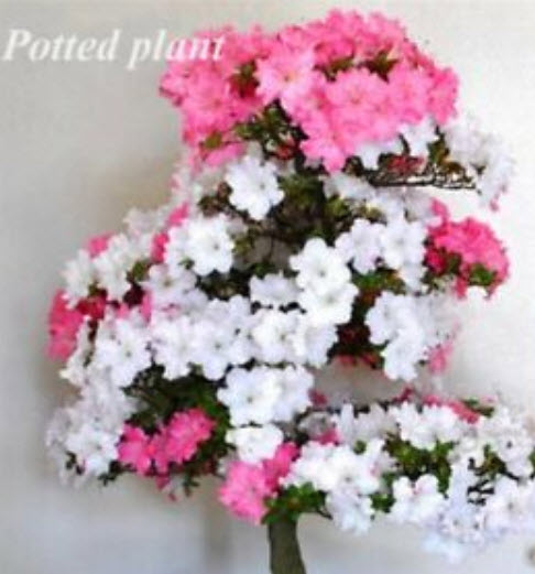 กุหลาบพันปีบอนไซ (Azalea) คละ / 50 เม็ด (นอก)