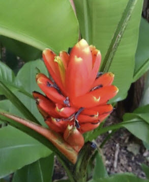 กล้วยรัตกัทลี หรือกล้วยกัทลี (Red Dwarf Banana / Musa Coccinea) / 4 เม็ด (Germany)