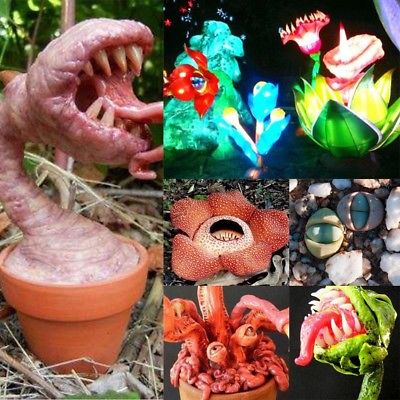 กาบหอยแครง ตายักษ์ (Dionaea) คละแบบ / 100 เม็ด