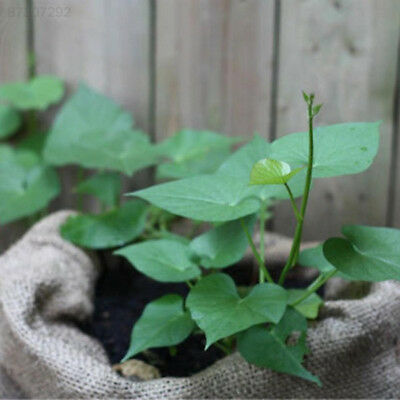 มันเหลือง หรือมันเทศหวานเหลือง (Yellow Sweet Potato) / 50 เม็ด (นอก)