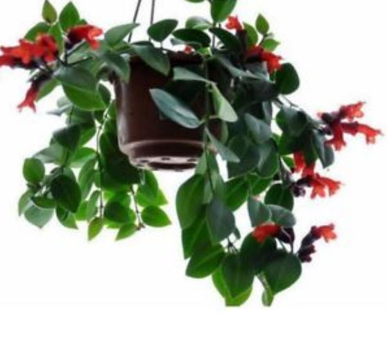 ปลาทอง (Goldfish plant) / 25 เม็ด (นอก)