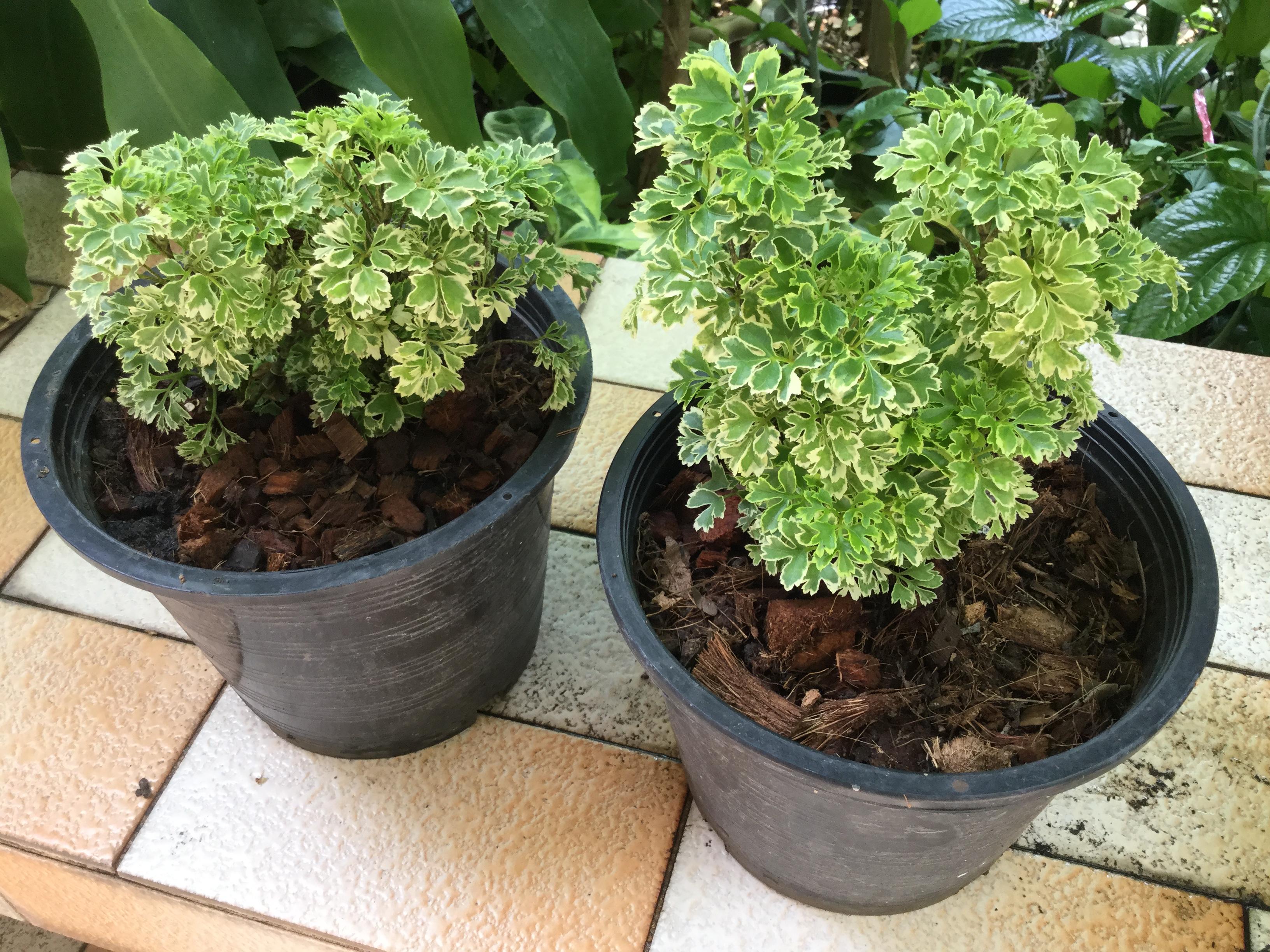 ต้นเล็บครุฑแคระ ใบด่าง กระถาง 8 นิ้ว สูง 10-20 ซ.ม.