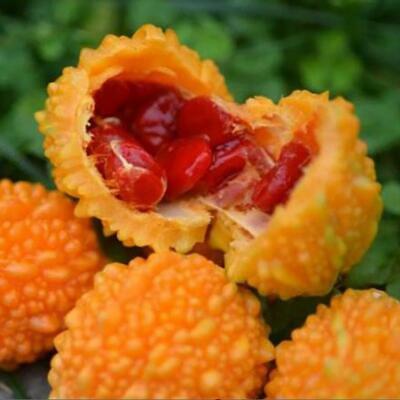 มะระหวาน (Sweet Balsam pear) / 10 เม็ด