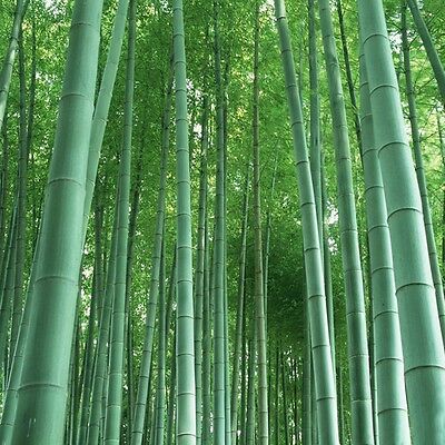ไผ่โมโซยักษ์ (Giant Moso bamboo) / 30 เม็ด
