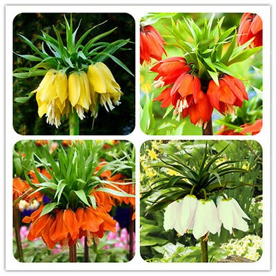มงกุฏจักรพรรดิ์ (Crown Imperial) คละ / 25 เม็ด (นอก)