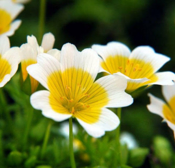 ดอกไข่ดาว (Poached Egg Plant) / 50 เม็ด (Australia)