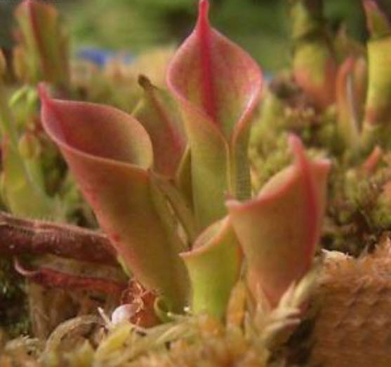 พืชดักจับแมลง (Venus Flytrap) คละ / 100 เม็ด (รุ่นใหม่)