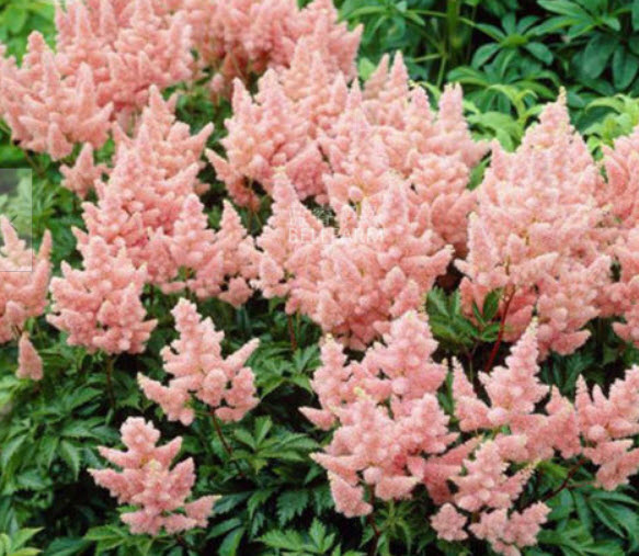 อัสดง (Astilbe) สีชมพู / 100 เม็ด