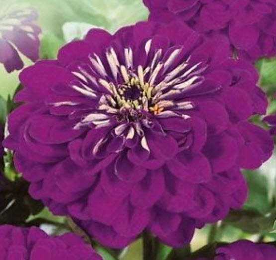บานชื่น (Zinnia) สีม่วง ซ้อน / ซอง 70 เม็ด (Ukraine)