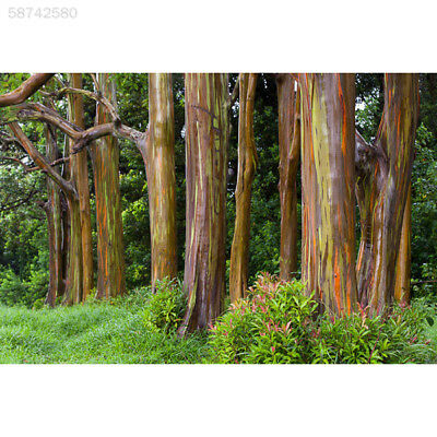 ยูคาลิปตัสแฟนซีฮาวาย (Hawaii Rainbow Eucalyptus) / 50 เม็ด