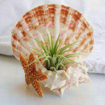 ทิลแลนด์เซีย (Tillandsia) คละ / 100 เม็ด