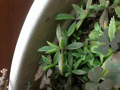 Kalanchoe Tubiflora / 5 เม็ด (Malta)