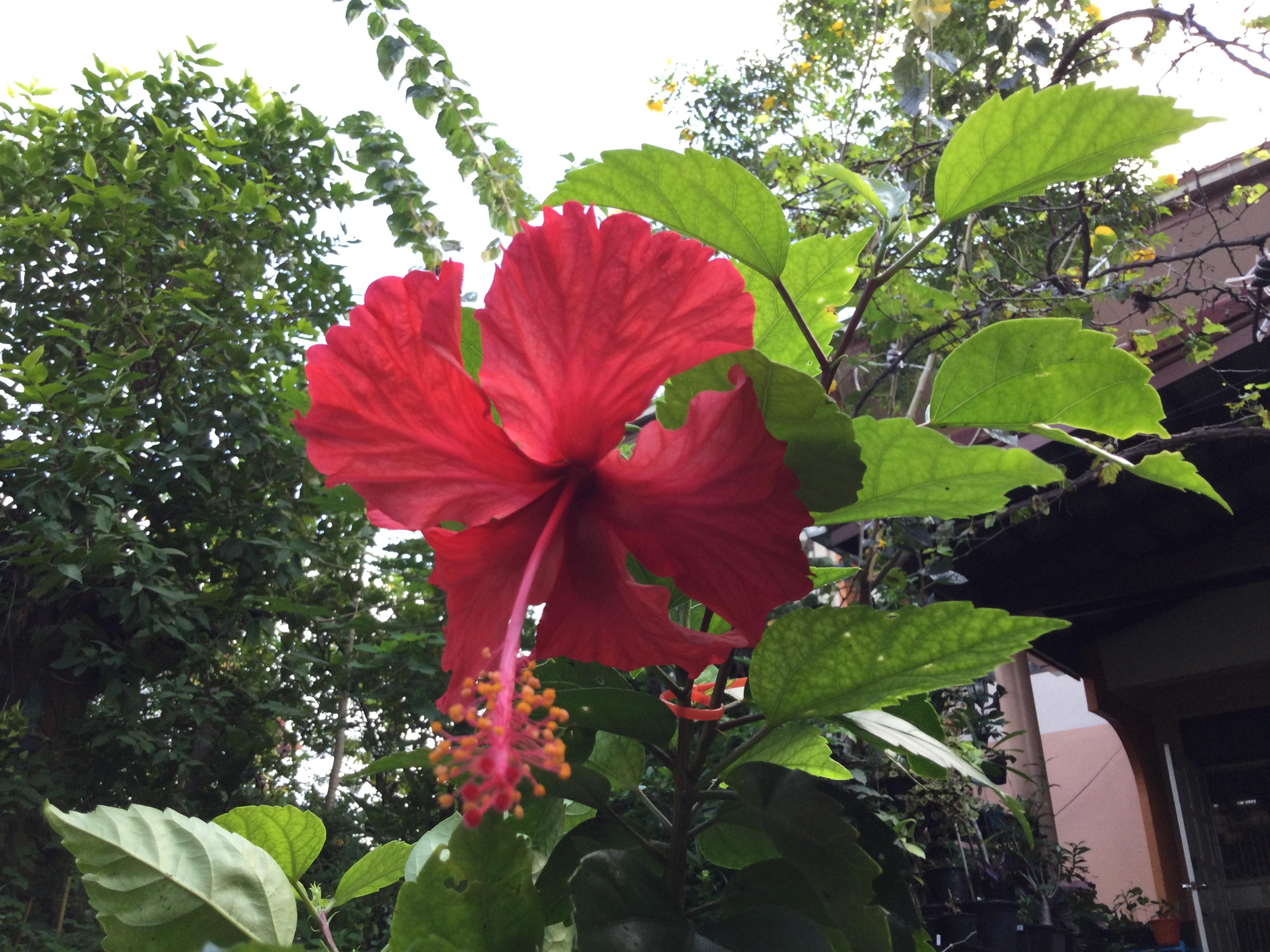 ต้นพู่ระหงโบราณ ดอกสีแดง กระถาง 10 นิ้ว สูง 50-70 ซ.ม.