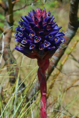 ชากัวลิลโล่ (Chagualillo / Puya Venusta) / 10 เม็ด (Portugal)