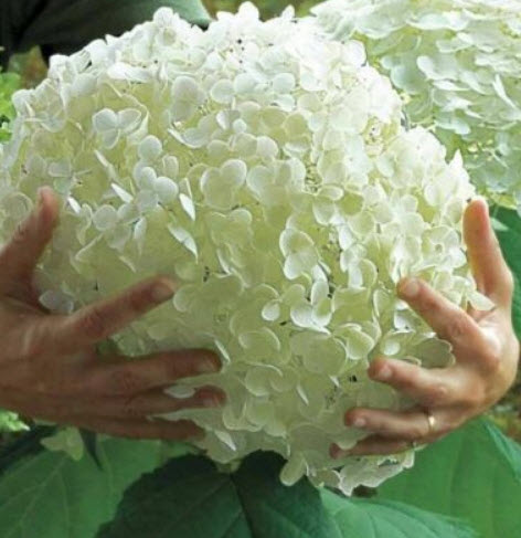 ไฮเดรนเยีย (Hydrangea) สีขาว / 10 เม็ด (UK)