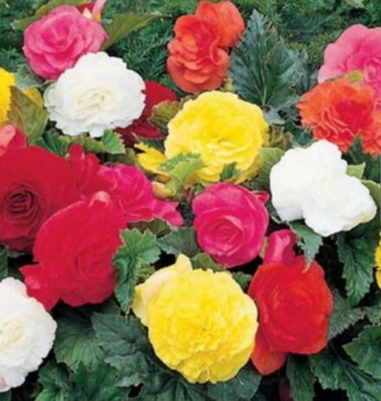 บีโกเนียซ้อน (Begonia Tuberosa Double) คละ / 25 เม็ด (USA)
