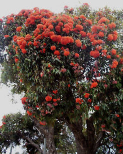 ยูคาลิปตัสแดง (Red Eucalyptus) / 25 เม็ด (Portugal)