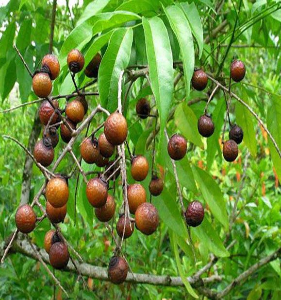 เมล็ดพันธุ์ ต้นน้ำตาพระศิวะ รุทรักษะ จากต้นแม่ในไทย Rudraksha สำหรับเพาะต้นกล้า / 10 เม็ด