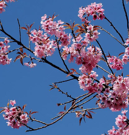 นางพญาเสือโคร่ง/ซากูระไทย (Wild Himalayan Cherry) / 10 เม็ด