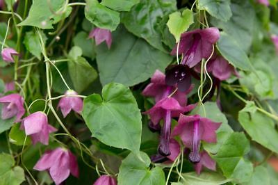 กระดิ่งม่วง (Purple Bell) / 10 เม็ด (UK)