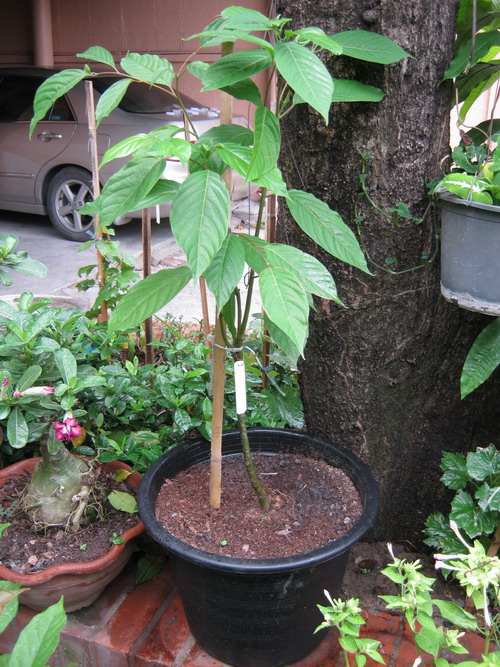 กระดังงาสงขลา (กระถาง)