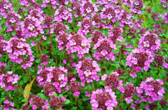 ไทม์เลื้อยสีม่วง (Purple creeping thyme) / 4,200 เม็ด (UK)