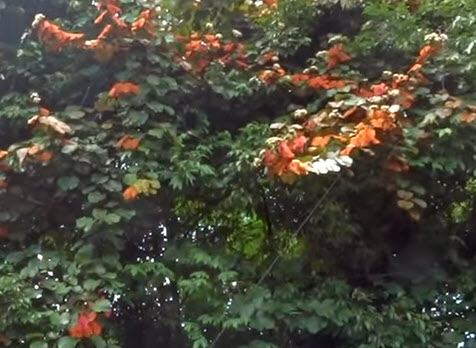 ต้นใบไม้สีทอง หรือย่านดาโอ๊ะ ไม้หายาก กระถาง 8 นิ้ว สูง 60-80 ซ.ม.