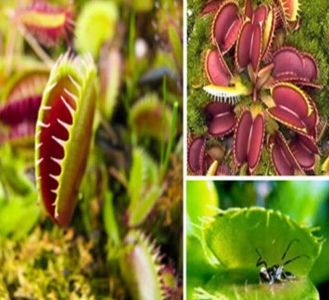 กาบหอยแครง (Venus Flytrap) / 100 เม็ด (Taiwan)