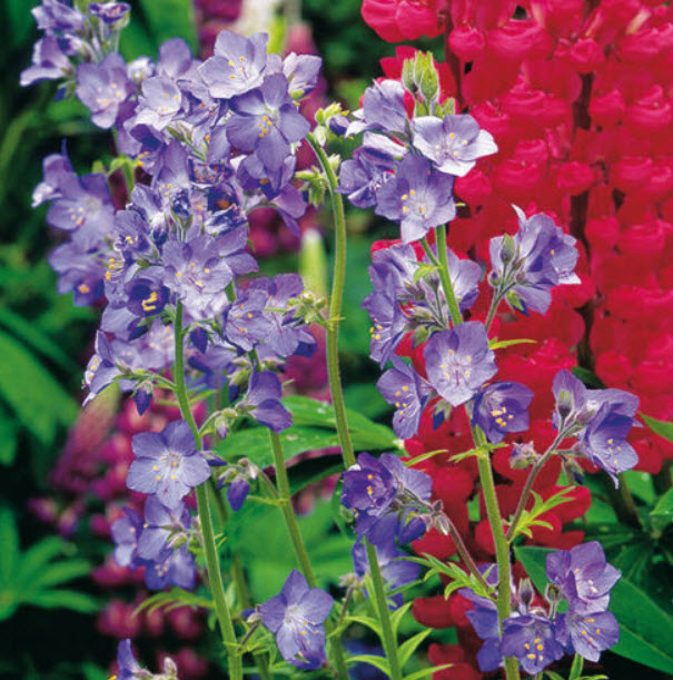 จาค็อบส์ แลดเดอร์ (Jacobs Ladder) สีฟ้า-ม่วง / 1,000 เม็ด (UK)