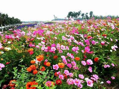 ดอกไม้ป่า (wildflowers) คละ สูง 35-50 ซ.ม. / ซอง 200 เม็ด (K001)